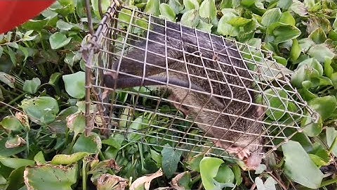 SĂN CHUỘT CỐNG NHUM TRÊN LỰC BÌNH, TẬP 2 QUÁ NGON #SANBATMIENTAY79 