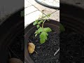 Tomato plant