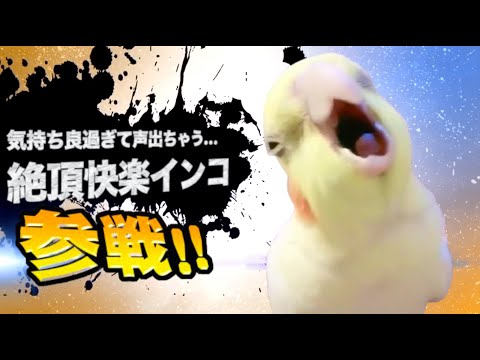 激やばアニマル全員参戦！！part24