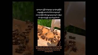 ပျားလေးတွေရဲ့သဘာဝတစ်ခု/The Secret Life of Bees #TheMixedBag #knowledge #water #bee #nature