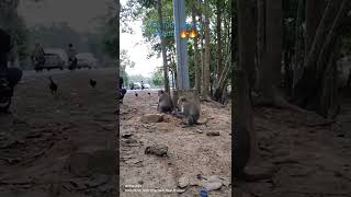 Hey Guys Awesome Monkeys Family With Arisen Friendly To All Audiences At Angkor Wat Temple.