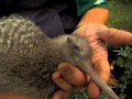 How to Save Kiwi   All About Kiwi   Section 1