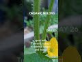 Melon organik hari ke 26 #shortvideo #hidroponik #organik #organic #melon