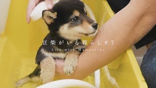 【豆柴暮らし】初めてのおうちシャンプー。お風呂は苦手...かも？