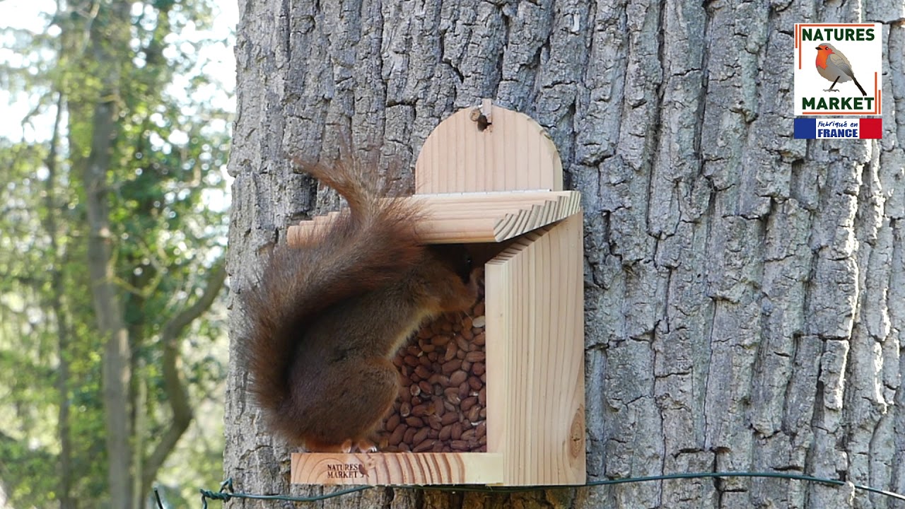 Mangeoire à écureuils, matériau en bois d'écorce naturel – Mangeoires à  oiseaux – Station de rangement pour animaux – Boîte de rangement pour  aliments sauvages pour les noix, les cacahuètes, les 