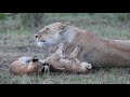 Lioness and cubs playing