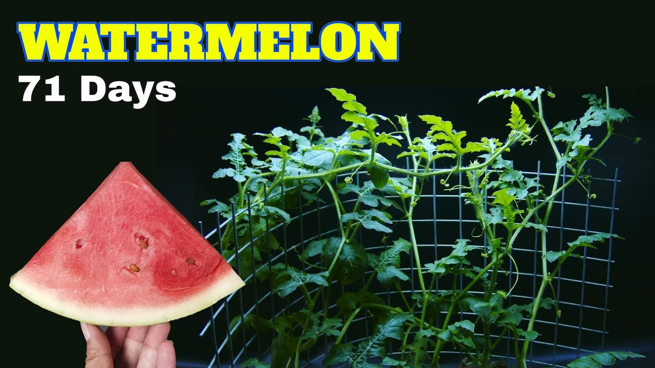 Growing Watermelon for 71 days- timelapse