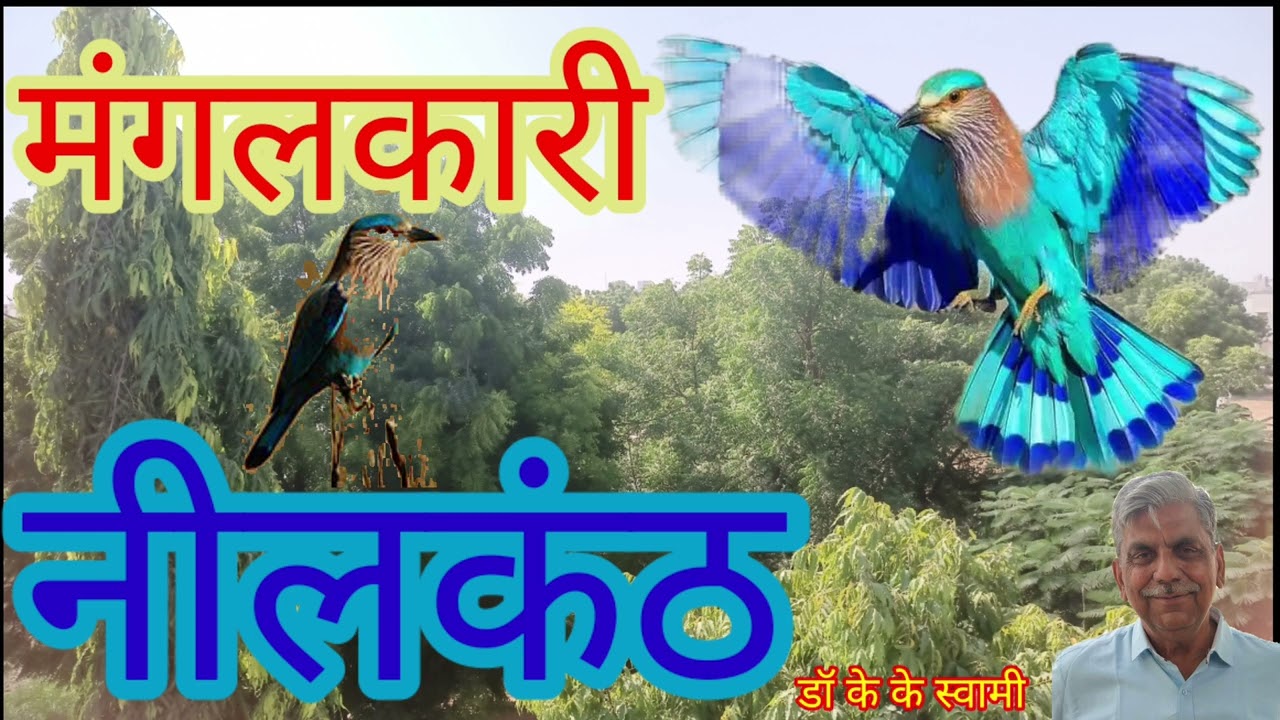 मंगलकारी नीलकंठ पक्षी Lucky NeelKanth Bird  Dr K K Swami