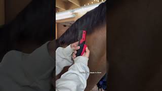 Pull Zicos Mane With Us  horse jumper training boarding equestrian equine mane manepulling