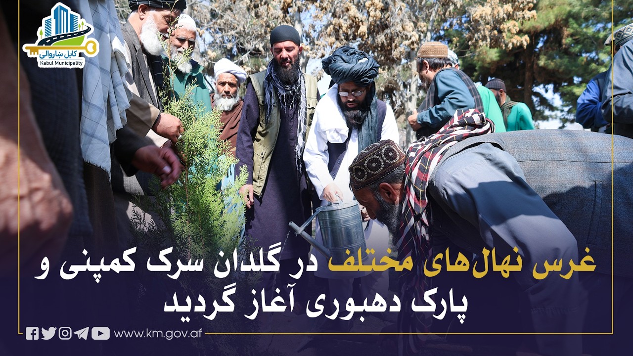 د کمپني سړک په ګلدان او دهبوري پارک کې د نیالګيو کېنولو چارې پیل شوې