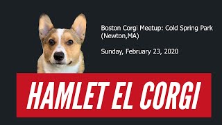 Boston Corgi Meetup with Hammy the Corgi - [February 2020]