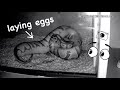 Spying on my Pregnant Snake Laying Eggs ~ Timelapse