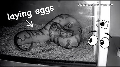 Spying on my Pregnant Snake Laying Eggs ~ Timelapse
