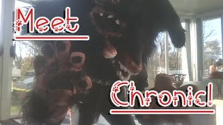 Chronic Fursuit Unboxing And Suit Up