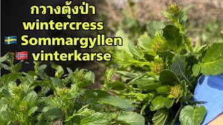 เก็บกวางตุ้งป่า Wintercress ผักเกิดเองตามธรรชาติ ลวกกินกับส้มตำอร่อยสุดๆ