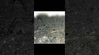 Ant breaks rock intro clips for edits