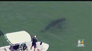 5 Beaches Closed After Shark Sightings On Cape Cod Net Worth