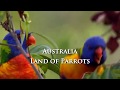 Животные мира Тысячи какаду Наглый нрав Быть ярким Сердце природы Живительная влага Дивная Австралия