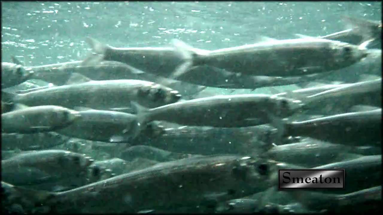 Under The Wharf - Cod, Herring & Seals - Triton Newfoundland and Labrador