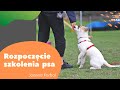 Doginary  od czego zacz szkolenie szczeniaka