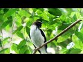 Listen to the Loudest Bird on Earth Scream | White bellbird calling, Bellbird facts