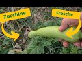 come raccogliere zucchine trombetta Fresche