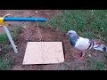 Amazing Bird Trap Using Cardboard and PVC Pipes