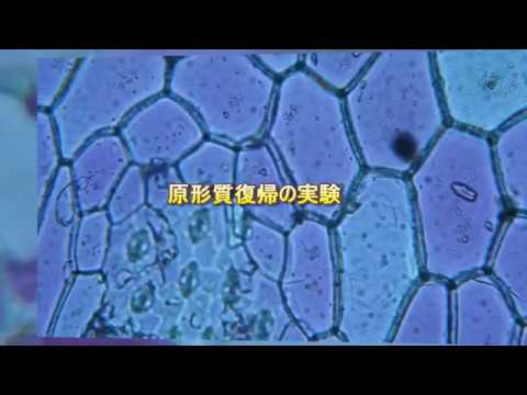 植物細胞と浸透圧 ユキノシタ 高校生物実験 Youtube