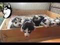 2 Weeks Old - Husky Puppies