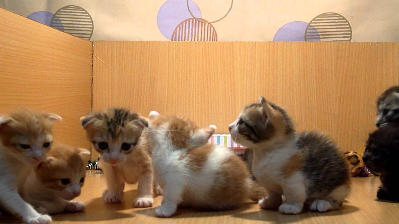  New20120109 MunchkinCat catbaby catsmv