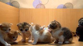  New20120109 MunchkinCat catbaby catsmv