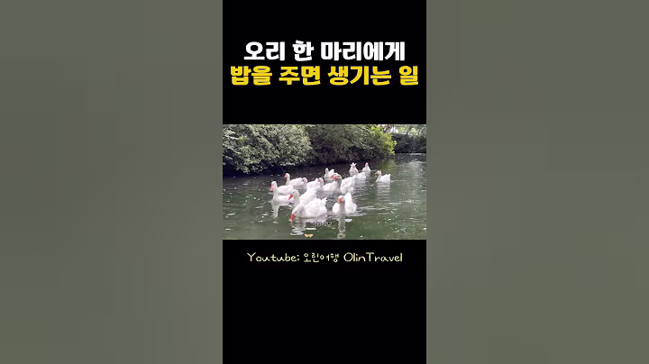 오리에게 밥주면 생기는 일 #경주여행 #국내여행