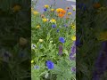What an #amazing  #shorts #video  #nature is #beautiful