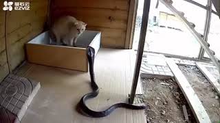 Cat defends itself from attacking Cobra (Nextfuckinglevel)I Uploaded A Video Every Day! #shorts
