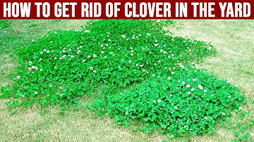 How to Get Rid of Clover in the Yard - Tips for Removing Clover Grass