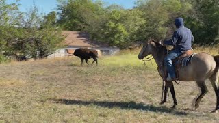 Belton Police Department faces off with escaped bison