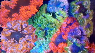 Rock Flower Anemone Collection! CRAZY HD