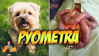 The Emergency Pyometra in Dogs: Risks, Symptoms + Treatment