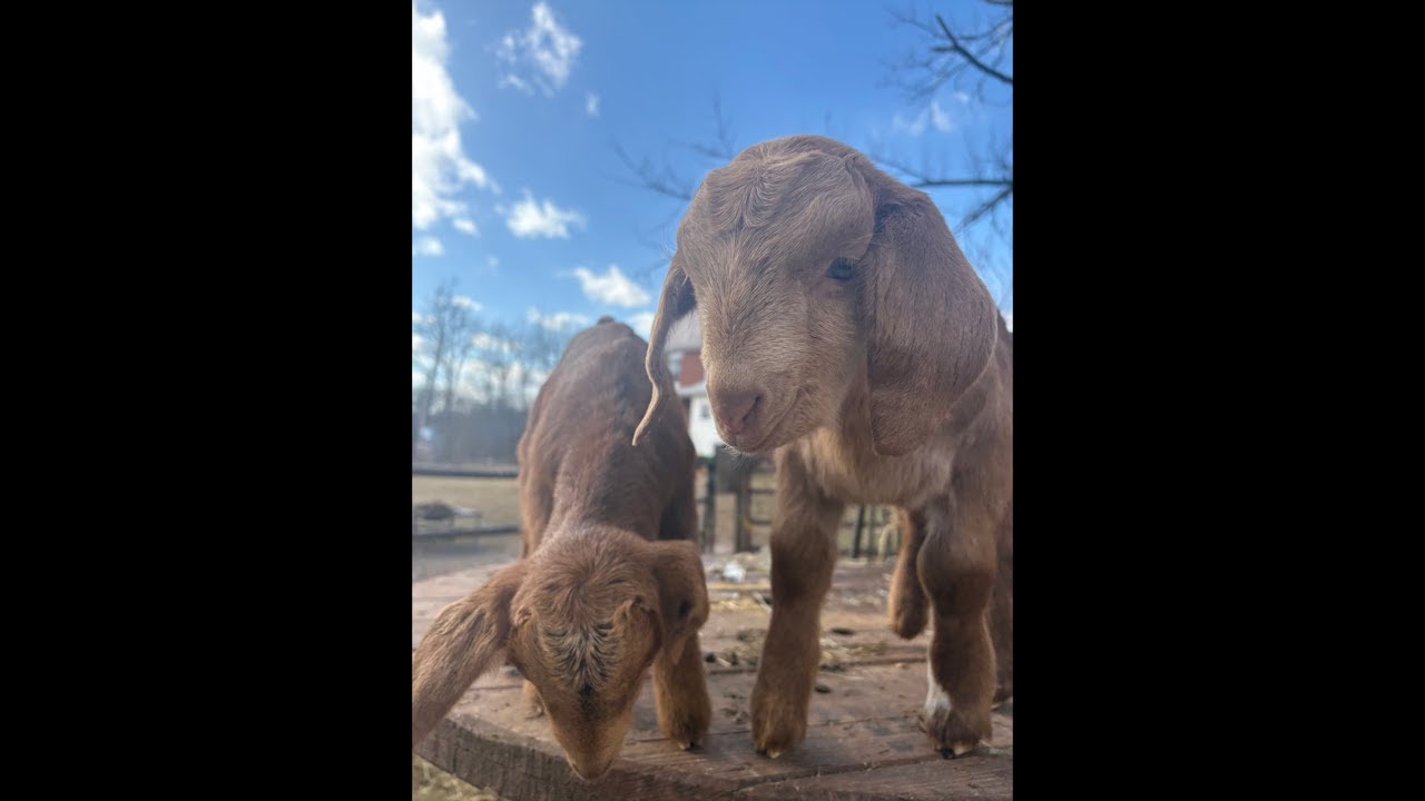 The baby goats are wrestling @FloppyPharm 