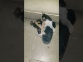 Look! She love my Shoe so much #cat #adorably #funnyanimal #kitten #adoreble #funnypet #funnycats