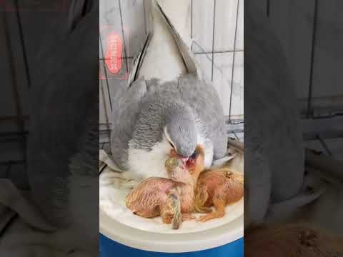 Mashallah Koja Pigeon Lovers Binds Lovers Kabootar Bazi Likeandsubscribe 