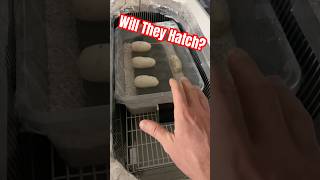 Will My Royal Python Eggs Hatch? DIY Incubator Set Up! #foryou #animals #snake #youtuber #pets