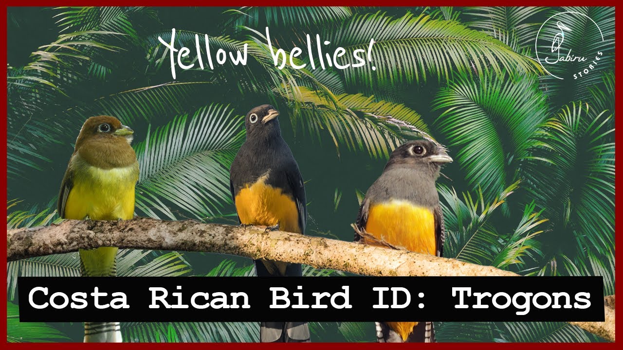 Identifying Costa Rican TROGONS Part I Yellowbellied Trogons YouTube