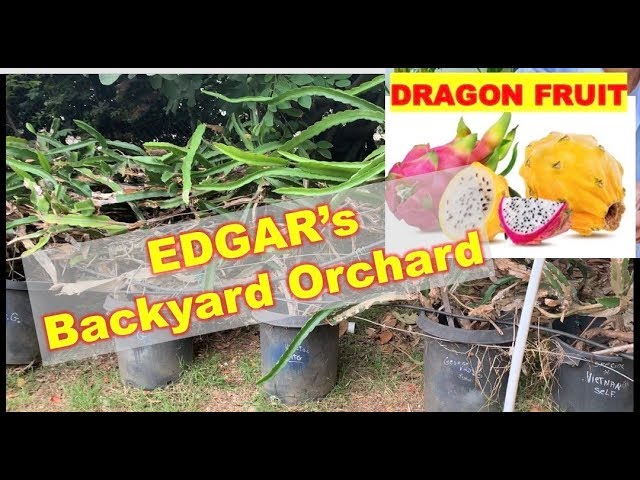 Dragon Fruit Garden Tour W Edgar Valdivia A K A Pitahaya Youtube Dragon Fruit Garden Tour W Edgar Valdivia A K A Pitahaya Youtube