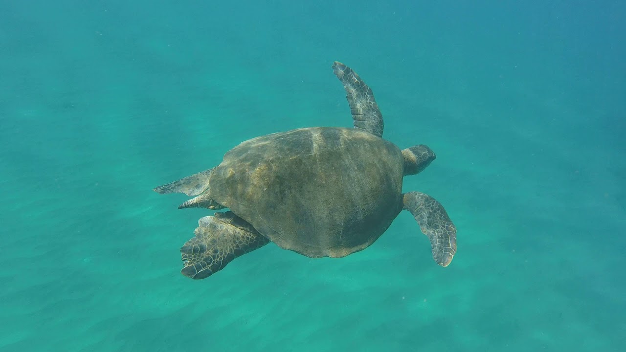 Jess Turtle Jess with turtle - YouTube