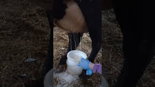 #milking #cow #farming #milk #animal