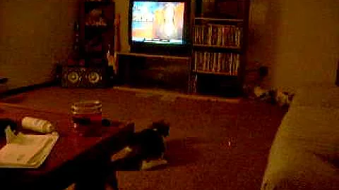 Lily Joe the laser kitty
