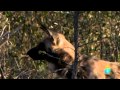LA JAURIA - PERROS SALVAJES