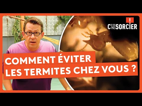 Comment éviter les termites chez vous ? - C'est pas sorcier