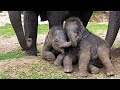 What Happens When Two Playful Baby Elephants Meet?